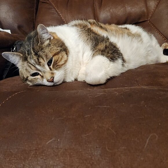 Meet your Posher, Shyla - Picture 6 of 6